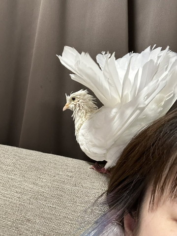 水浴びしたハトお尻向けてくる