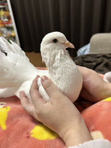 手のひらに包まれるハト