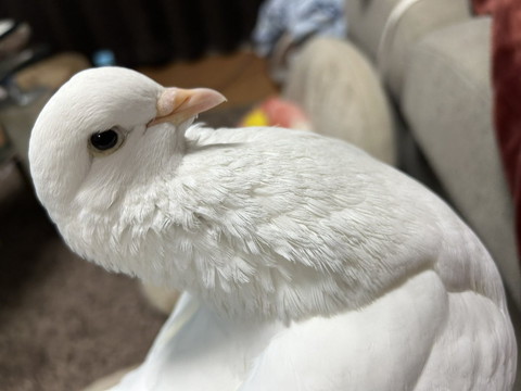 ハト斜めから撮影