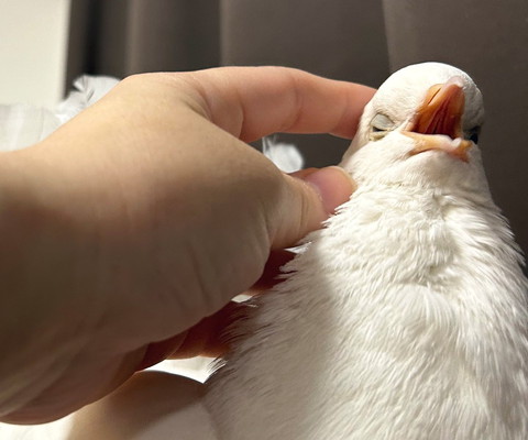 なでられるハト