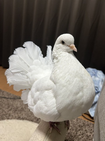 座椅子の上で決めポーズハト