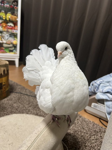 座椅子の上にうるハト正面