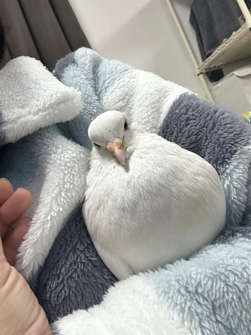 飼い主の腕にハト