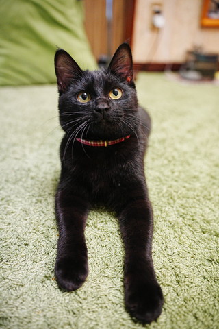 伏せして見上げる猫