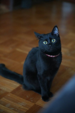 お座りしてる猫ちゃん