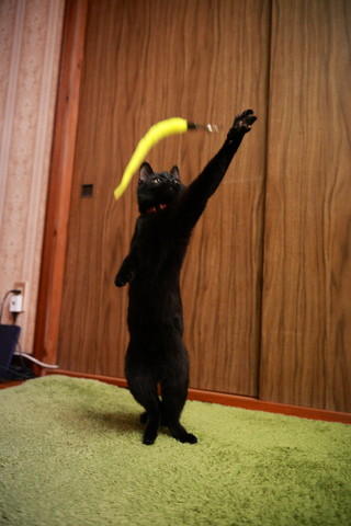 猫じゃらしに手を伸ばす猫