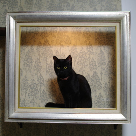 額縁に猫