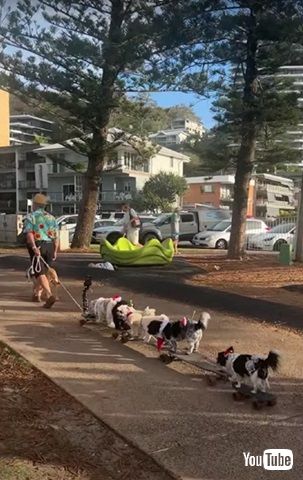 ワンコたちのスケボー