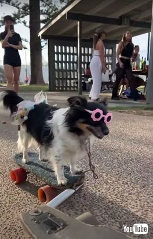 ワンコたちのスケボー