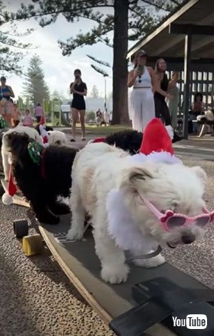 ワンコたちのスケボー