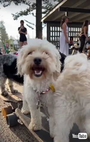 ワンコたちのスケボー