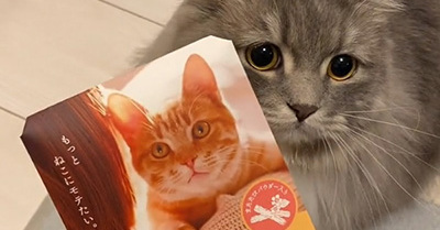 猫にモテると噂の“またたび入り入浴剤”を使ってみたら……　衝撃の検証結果に「猫カフェに行く前に使えば最強なのでは？」（1/2） | ねとらぼ