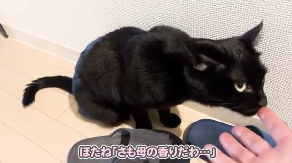手のにおいを嗅ぐ猫