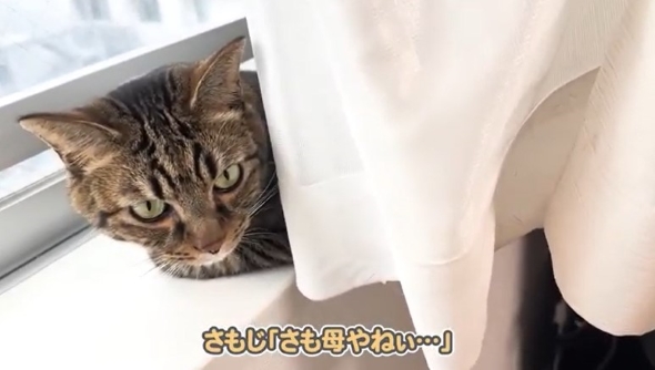 カーテンの裏から顔をのぞかせる猫