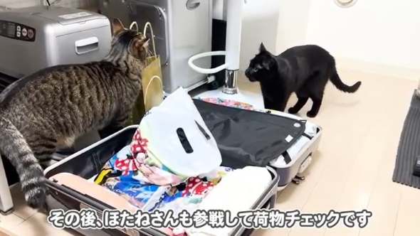 キャリーケースをチェックする猫