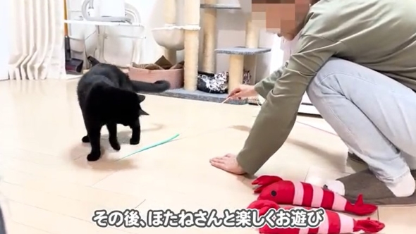 猫じゃらしで遊ぶ猫