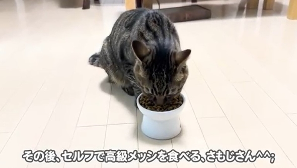 エサを食べる猫