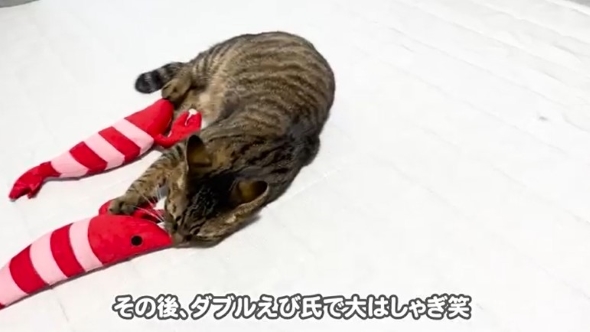 けりぐるみで遊ぶ猫