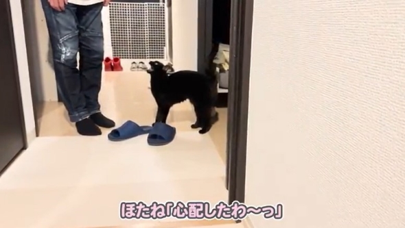 トイレの前で待つ猫