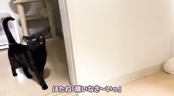 鳴き声をあげる猫