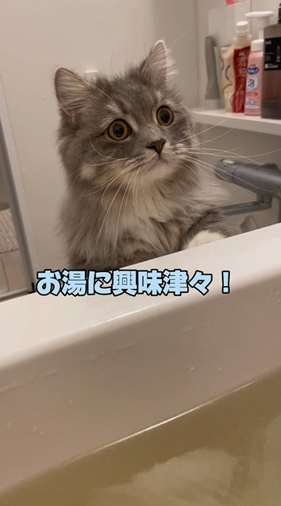 お湯に興味津々