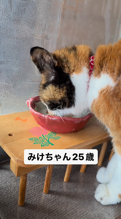 猫