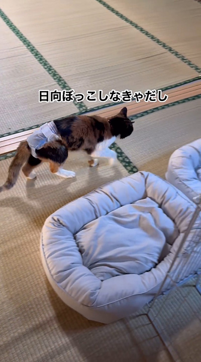 日向ぼっこする長寿猫