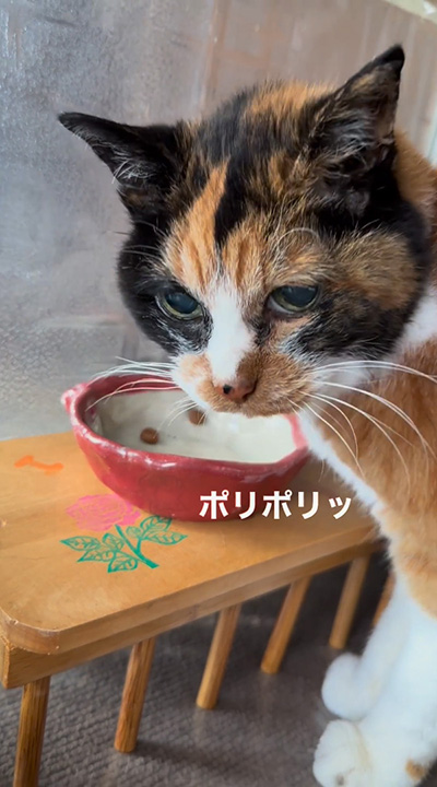 振り返る長寿猫