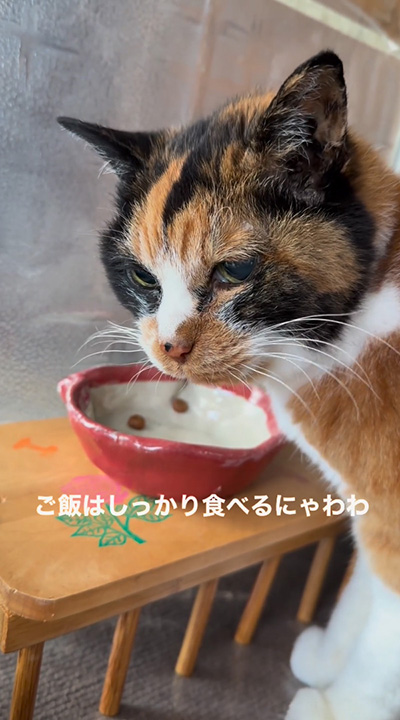 ごはんはしっかり食べる猫