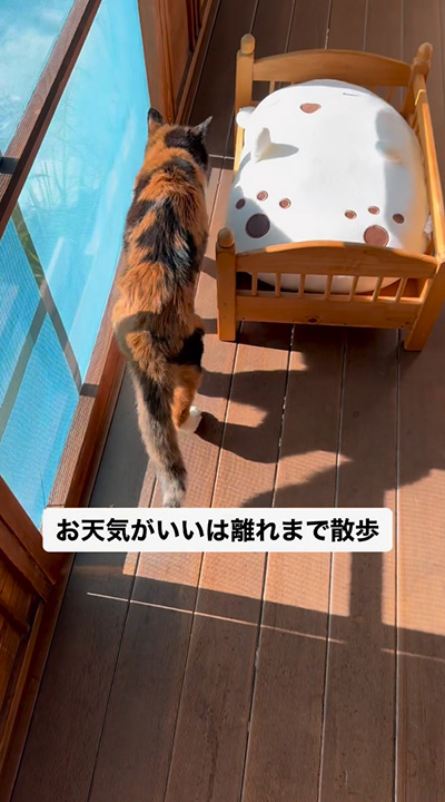 天気がいい日は歩く猫