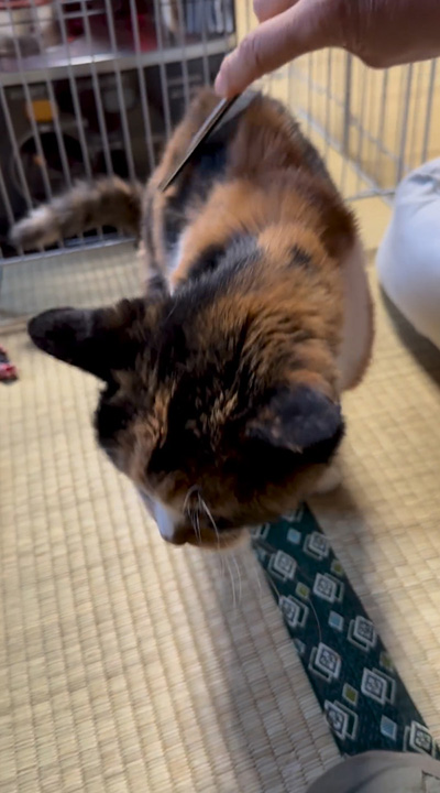 ブラッシングされる猫