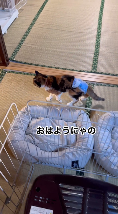 あいさつする長寿猫