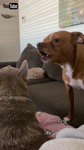 「Parr Sings To Penny || ViralHog」