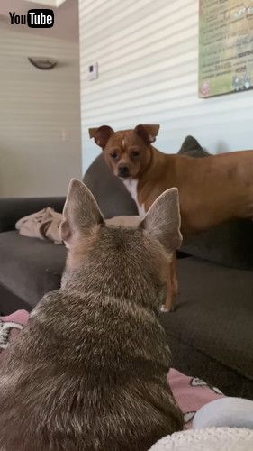 「Parr Sings To Penny || ViralHog」