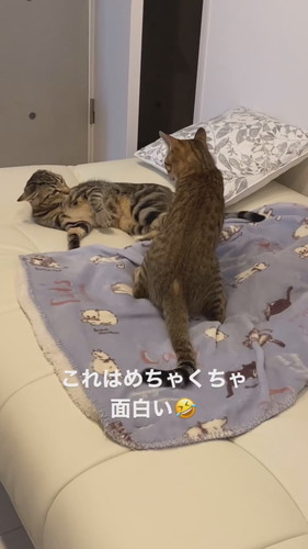 ソラナちゃんとダイアちゃん