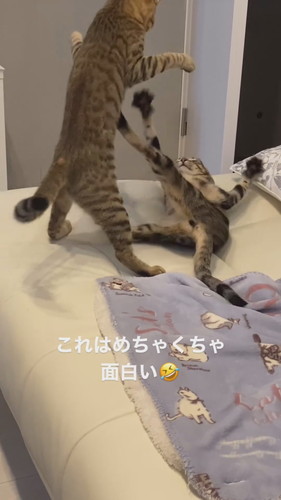 ソラナちゃんとダイアちゃん