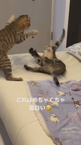 ソラナちゃんとダイアちゃん