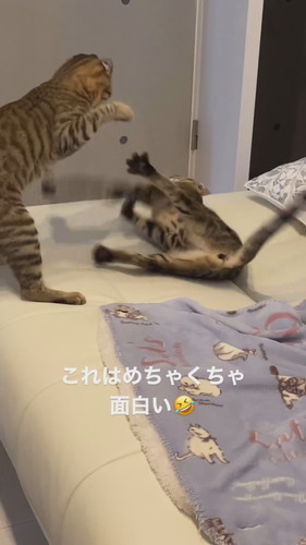 ソラナちゃんとダイアちゃん