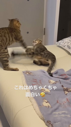 ソラナちゃんとダイアちゃん