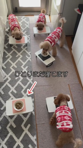 自由なココちゃん