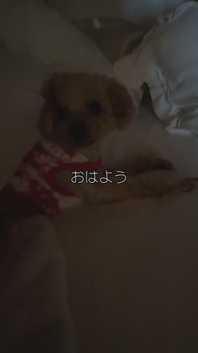 自由なココちゃん