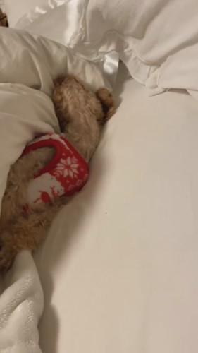 自由なココちゃん