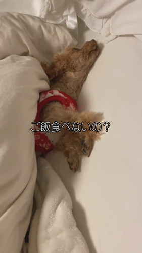 自由なココちゃん