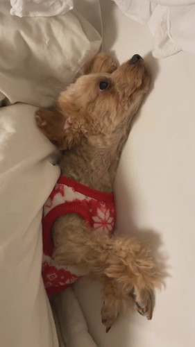 自由なココちゃん