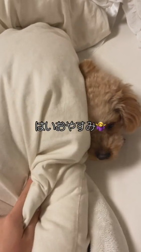 自由なココちゃん