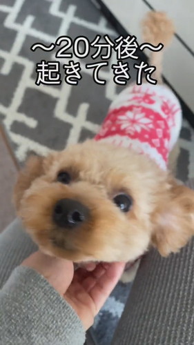 自由なココちゃん