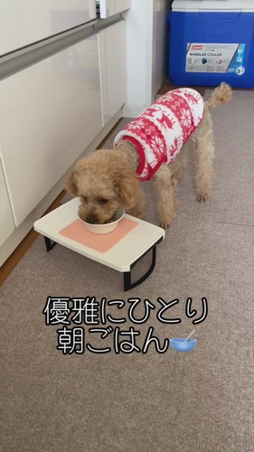 自由なココちゃん