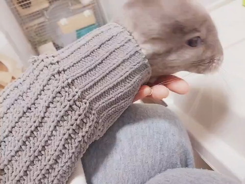 袖を通るおかかちゃん