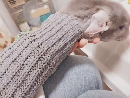 袖を通るおかかちゃん