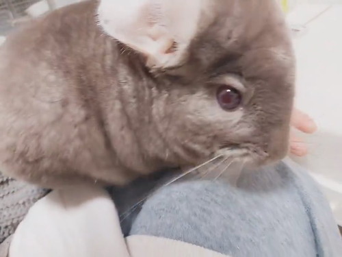 袖を通るおかかちゃん